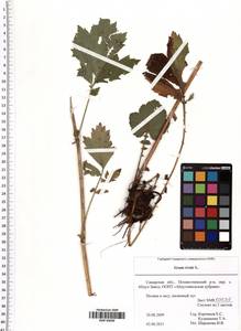 Geum rivale L., Eastern Europe, Middle Volga region (E8) (Russia)