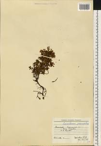 Kalmia procumbens (L.) Gift, Kron & P. F. Stevens, Eastern Europe, Northern region (E1) (Russia)