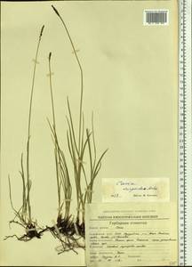 Carex scirpoidea Michx., Siberia, Chukotka & Kamchatka (S7) (Russia)