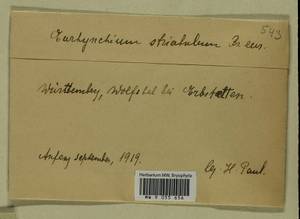 Plasteurhynchium striatulum (Spruce) M. Fleisch., Bryophytes, Bryophytes - Western Europe (BEu) (Germany)