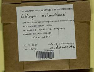 Calliergon richardsonii (Mitt.) Kindb. ex G. Roth, Bryophytes, Bryophytes - North Caucasus & Ciscaucasia (B12) (Russia)