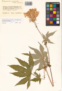 Filipendula digitata (Willd.) Bergmans, Siberia, Russian Far East (S6) (Russia)