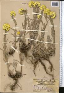 Helichrysum maracandicum Popov ex Kirp., Middle Asia, Western Tian Shan & Karatau (M3) (Kazakhstan)