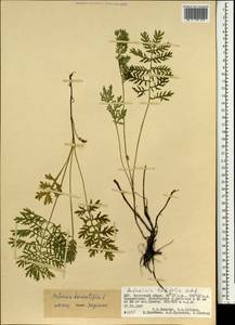 Artemisia tanacetifolia L., Mongolia (MONG) (Mongolia)