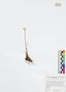 Allium flavescens Besser, Eastern Europe, Central region (E4) (Russia)