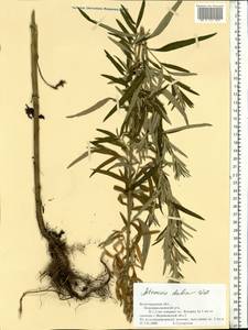 Artemisia dubia Wall. ex Besser, Eastern Europe, Lower Volga region (E9) (Russia)