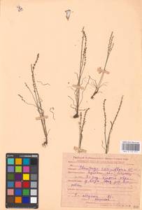 Plantago tenuiflora Waldst. & Kit., Eastern Europe, Middle Volga region (E8) (Russia)