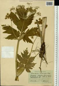 Heracleum dissectum Ledeb., Siberia, Western Siberia (S1) (Russia)