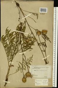 Centaurea orientalis L., Eastern Europe, Central forest-and-steppe region (E6) (Russia)