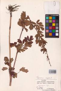 Thalictrum simplex L., Eastern Europe, Estonia (E2c) (Estonia)