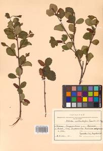 Betula fruticosa Pall., Siberia, Russian Far East (S6) (Russia)