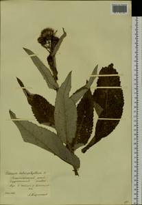 Cirsium heterophyllum (L.) Hill, Siberia, Central Siberia (S3) (Russia)
