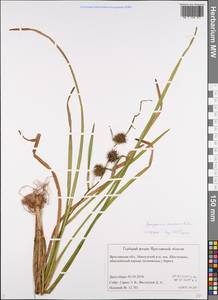 Sparganium emersum Rehmann, Eastern Europe, Central forest region (E5) (Russia)