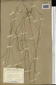 Melica ciliata L., Eastern Europe, South Ukrainian region (E12) (Ukraine)