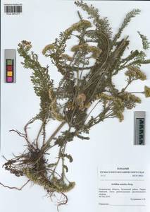 Achillea asiatica Serg., Siberia, Altai & Sayany Mountains (S2) (Russia)