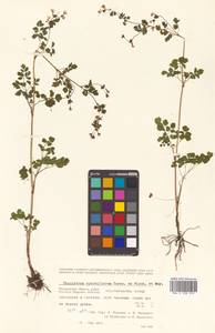 Thalictrum sparsiflorum Turcz. ex Fisch. & C. A. Mey., Siberia, Chukotka & Kamchatka (S7) (Russia)