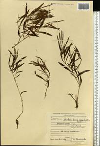 Muehlenbeckia sagittifolia (Ortega) Meisn., Eastern Europe, North-Western region (E2) (Russia)
