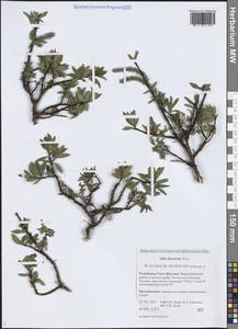 Salix divaricata Pall., Siberia, Yakutia (S5) (Russia)