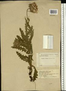 Carduus nutans, Eastern Europe, Central forest-and-steppe region (E6) (Russia)