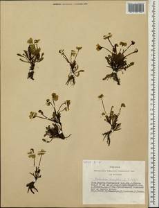 Pedicularis longiflora Rudolph, Siberia, Altai & Sayany Mountains (S2) (Russia)