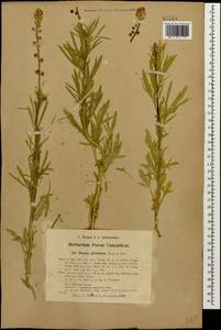 Reseda globulosa Fisch. & C. A. Mey., Caucasus, Azerbaijan (K6) (Azerbaijan)