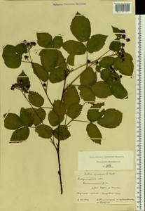 Rubus nessensis Hall, Eastern Europe, Central region (E4) (Russia)