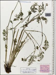 Dichoropetalum pschawicum (Boiss.) Pimenov & Kljuykov, Caucasus, Stavropol Krai, Karachay-Cherkessia & Kabardino-Balkaria (K1b) (Russia)
