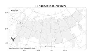 Polygonum mesembricum Chrtek, Atlas of the Russian Flora (FLORUS) (Russia)