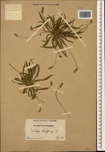 Plantago loeflingii L., Caucasus, Armenia (K5) (Armenia)