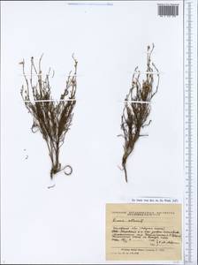Linaria altaica Fisch. ex Ledeb., Eastern Europe, Eastern region (E10) (Russia)