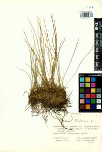 Juncus filiformis L., Siberia, Baikal & Transbaikal region (S4) (Russia)