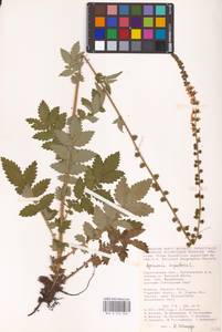 Agrimonia eupatoria L., Eastern Europe, Lower Volga region (E9) (Russia)