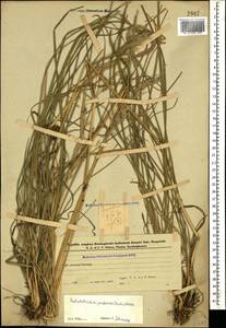 Avenula pubescens (Huds.) Dumort., Caucasus, Azerbaijan (K6) (Azerbaijan)