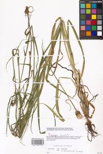 Tragopogon orientalis L., Eastern Europe, Moscow region (E4a) (Russia)