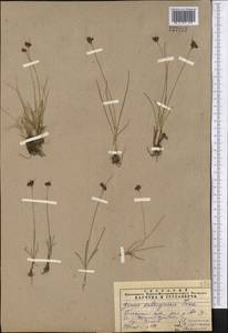 Juncus salsuginosus Turcz. ex E.Mey., Middle Asia, Pamir & Pamiro-Alai (M2) (Uzbekistan)