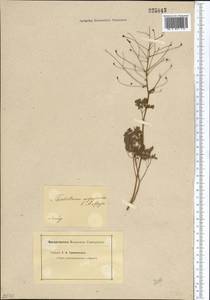 Thalictrum isopyroides C. A. Mey., Middle Asia, Dzungarian Alatau & Tarbagatai (M5) (Kazakhstan)