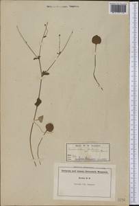 Ranunculus abortivus L., America (AMER) (United States)