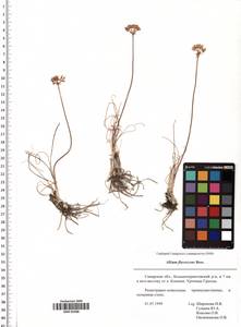 Allium flavescens Besser, Eastern Europe, Middle Volga region (E8) (Russia)