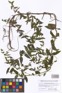 Scutellaria galericulata L., Eastern Europe, Moscow region (E4a) (Russia)