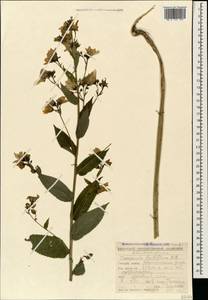 Campanula lactiflora M.Bieb., Caucasus, Krasnodar Krai & Adygea (K1a) (Russia)