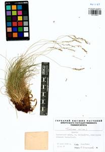 Festuca ovina L., Siberia, Baikal & Transbaikal region (S4) (Russia)