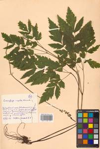 Actaea simplex (DC.) Wormsk. ex Fisch. & C. A. Mey., Siberia, Russian Far East (S6) (Russia)