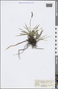 Carex, Middle Asia, Northern & Central Tian Shan (M4) (Kyrgyzstan)