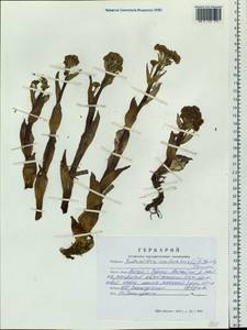 Petasites radiatus (J. F. Gmel.) J. Toman, Siberia, Altai & Sayany Mountains (S2) (Russia)