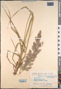 Calamagrostis pseudophragmites (Haller f.) Koeler, Siberia, Baikal & Transbaikal region (S4) (Russia)