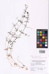 Galium spurium L., Eastern Europe, Lower Volga region (E9) (Russia)