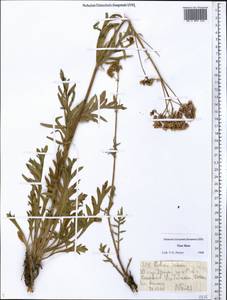 Patrinia intermedia (Hornem.) Roem. & Schult., Middle Asia, Dzungarian Alatau & Tarbagatai (M5) (Kazakhstan)