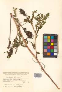 Astragalus uliginosus L., Siberia, Russian Far East (S6) (Russia)