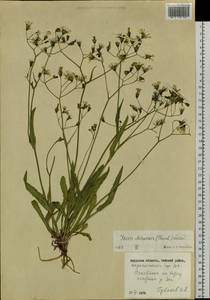 Ixeris chinensis subsp. chinensis, Siberia, Russian Far East (S6) (Russia)