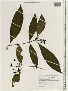 Pavetta indica L., South Asia, South Asia (Asia outside ex-Soviet states and Mongolia) (ASIA) (Vietnam)